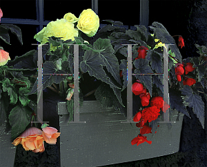 Picture of Begonia tuberhybrida hybrids 'Nonstop'