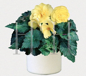 Picture of Begonia tuberhybrida hybrids 'Nonstop Yellow'