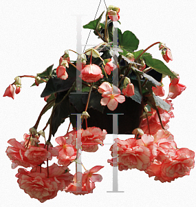 Picture of Begonia tuberhybrida hybrids 