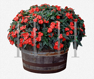 Picture of Impatiens x hawkeri 'New Guinea'