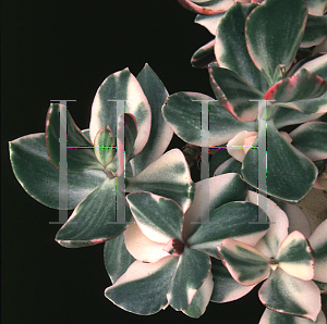 Picture of Crassula ovata 'Tricolor'