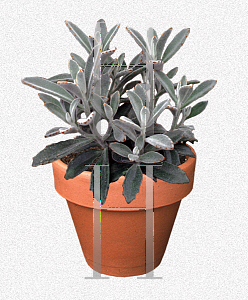 Picture of Kalanchoe tomentosa 