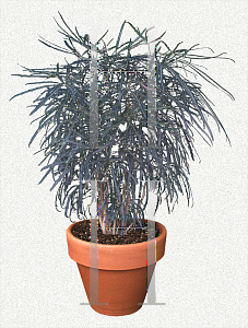Picture of Schefflera elegantissima 