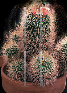 Picture of Mammillaria polythele 