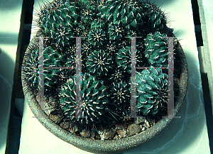 Picture of Rebutia totorensis var. lepida 