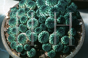 Picture of Rebutia pulchra 