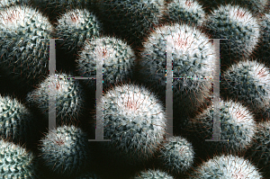 Picture of Mammillaria bombycina 