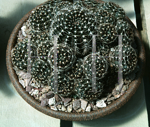 Picture of Echinopsis arachnacantha 