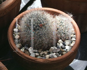 Picture of Mammillaria bocasana 
