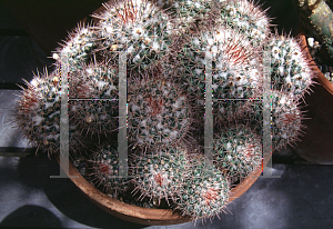 Picture of Mammillaria hertrichiana 