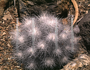 Picture of Mammillaria geminispina 