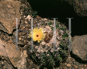 Picture of Parodia erinacea 