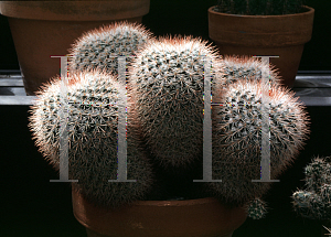 Picture of Mammillaria scrippsiana 