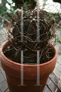 Picture of Astrophytum capricorne 