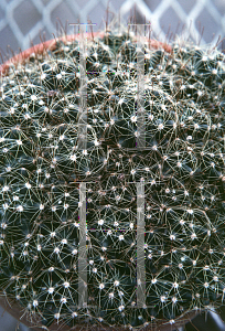 Picture of Echinopsis arachnacantha 