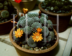 Picture of Rebutia marsoneri 