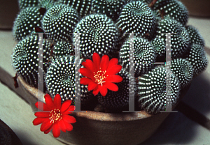 Picture of Rebutia minuscula f. karivsiana 