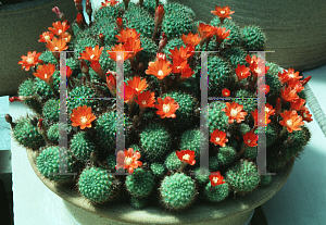 Picture of Rebutia donaldiana 