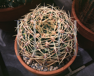 Picture of Gymnocalycium multiflorum 