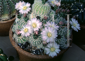 Picture of Gymnocalycium bruchii var. albiepimun 