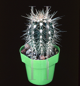 Picture of Pachycereus pringlei 