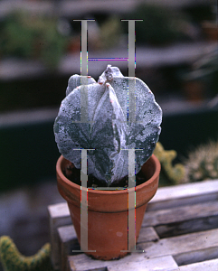 Picture of Astrophytum myriostigma 