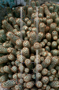 Picture of Mammillaria elongata 