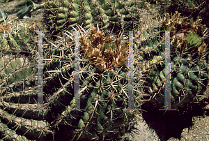 Picture of Ferocactus viridescens 