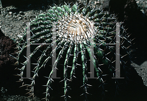 Picture of Echinocactus platyacanthus 