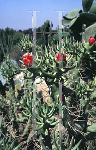 Picture of Opuntia subulata 