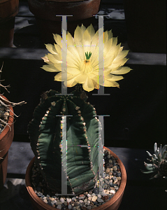 Picture of Echinocereus spp. 