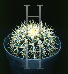 Picture of Echinocactus grusonii 
