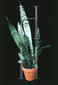 Picture of Sansevieria trifasciata 