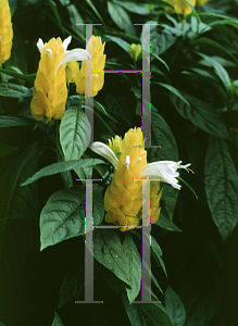 Picture of Pachystachys lutea 