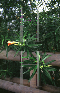 Picture of Thevetia peruviana 