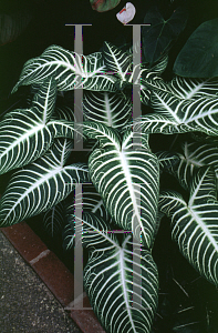 Picture of Caladium lindenii 