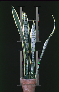 Picture of Sansevieria trifasciata 'Laurentii'