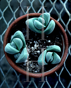 Picture of Gibbaeum dispar 