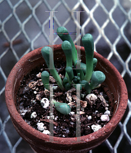 Picture of Fenestraria aurantiaca 