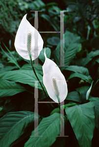 Picture of Spathiphyllum wallisii 'Clevelandii'