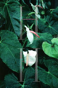 Picture of Anthurium x ferrierense 