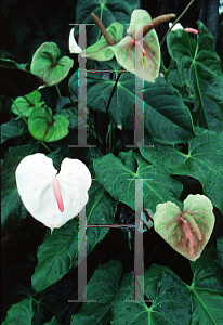 Picture of Anthurium x ferrierense 