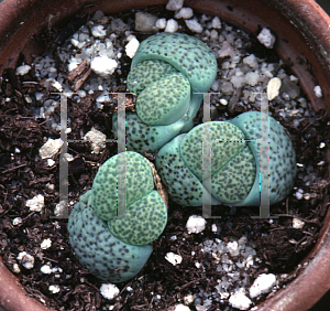 Picture of Lithops fulviceps 