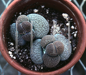 Picture of Lithops schwantesii ssp. genseri 