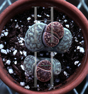 Picture of Lithops salicola 