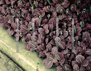 Picture of Fittonia verschaffeltii 