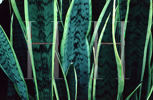 Picture of Sansevieria trifasciata 'Laurentii'