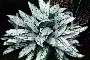 Picture of Aglaonema nitidum 'Silver King'