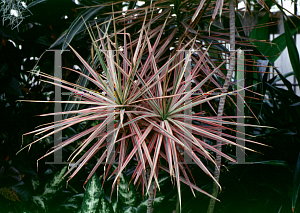 Picture of Dracaena cincta 