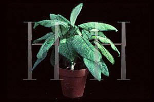 Picture of Dieffenbachia maculata 'Rudolph Roehrs'